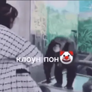 🌟 КЛОУН ПОП palhaço, macaco, circo, engraçado, animal whatsapp sticker