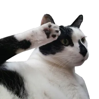 🐱 chat, animal, salut, mammifère, domestique, animal de compagnie telegram sticker