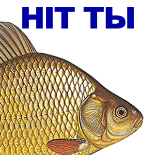 🐠 poisson, animal, carassin, carassin argenté whatsapp sticker