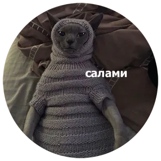 😀 салами kat, trui, dier, salami, grappig whatsapp sticker