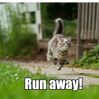 🏃 Run away! gato, corriendo, correr, escape, animal telegram sticker