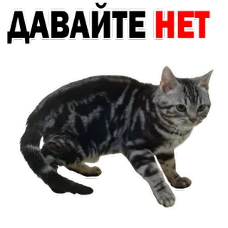 😭 ДАВАЙТЕ НЕТ gato, animal, fofo, adesivo, russo, não whatsapp sticker