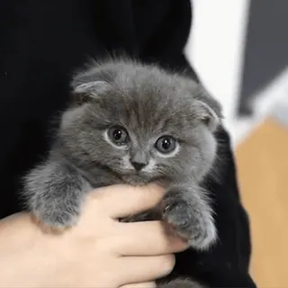 😳 kitten, cat, scottish fold, cute, animal, pet telegram sticker
