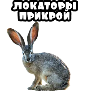 🤫 ЛОКАТОРЫ ПРИКРОИ lepre, coniglio, animale, divertente, russo, testo whatsapp sticker