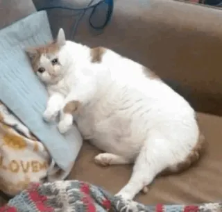 🥺 cat, sad, animal, pet, domestic animal, mammal telegram sticker