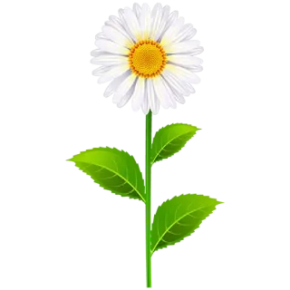 🌕 flower, daisy, nature, plant, floral, spring telegram sticker