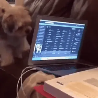 🤩 Hund, Laptop, Musik, Haustier, Computer, Unterhaltung telegram sticker