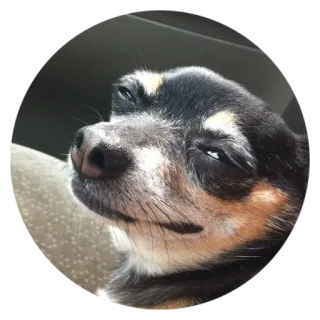 😏 Hund, süß, Chihuahua, kleiner Hund, lustig telegram sticker