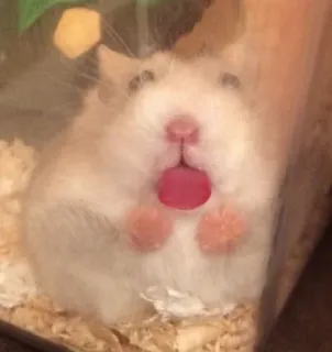 👅 hamster, pet, animal, cute telegram sticker