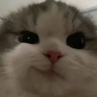 😼 кот, милый, животное, питомец, котенок, мем, смешной, добрый telegram sticker