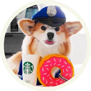 🍩 корги, собака, полиция, пончик, старбакс, животное, питомец, полицейский whatsapp sticker
