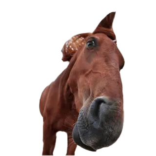 🐎 cheval, animal, mammifère, équin, marron, faune telegram sticker