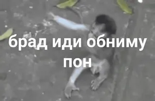 🌟 брад иди обниму пон monkey, meme, russian, funny whatsapp sticker