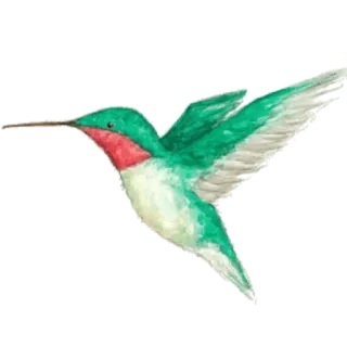 🕊 นกฮัมมิ่งเบิร์ด, นก, สัตว์, ธรรมชาติ, สีเขียว, สีแดง, บิน telegram sticker