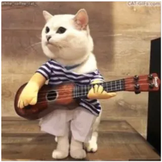 🎸 Katze, Ukulele, Tier, Haustier, süß, Musik, gestreiftes Shirt telegram sticker