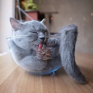 😋 gato, cuenco de vidrio, lamiendo pata, gato gris, animal, mascota telegram sticker