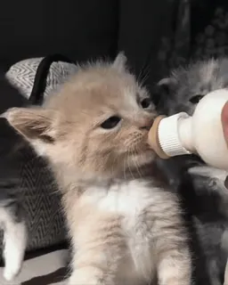 🍼 котенок, кошка, детеныш, кормление, питомец, животное, бутылка, молоко telegram sticker