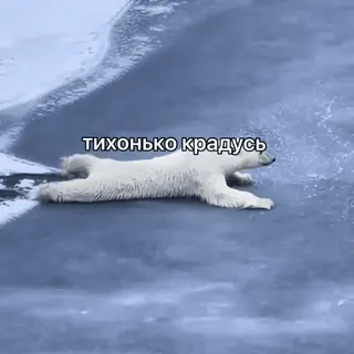 😏 тихонько крадусь белый медведь, лед, снег, животное, скрытность, подкрадывание, ползание telegram sticker