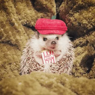 🦔 POP CORN egel, dier, popcorn, hoed, schattig, eten, film telegram sticker