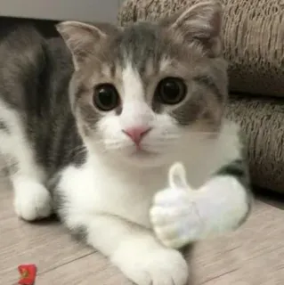 👍 cat, thumbs up, approval, animal, cute, kitten telegram sticker