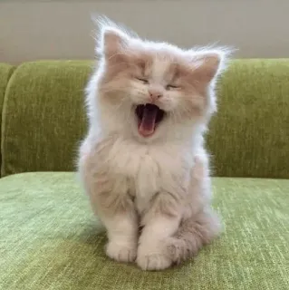🍧 mèo, mèo con, ngáp, dễ thương, thú cưng, động vật, mèo nhà telegram sticker