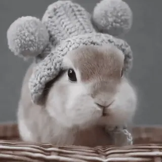 🍧 coelho, coelho, animal, fofo, chapéu, animal de estimação, fofo telegram sticker