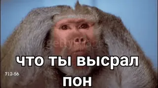 🙊 что ты высрал
пон Affe, Meme, Russisch, Frage, Tier telegram sticker