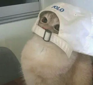 😐 猫, 帽子, ポロ, 動物, かわいい, ペット telegram sticker