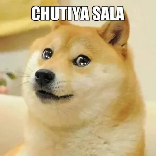 🥺 CHUTIYA SALA doge, 表情包, 狗, 冒犯 telegram sticker