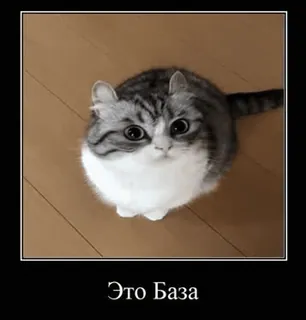 🏠 Это База gato, engraçado, meme, base telegram sticker
