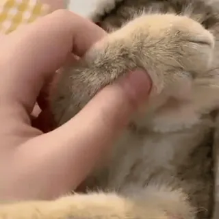 😊 gato, animal de estimação, animal, pata, mão whatsapp sticker