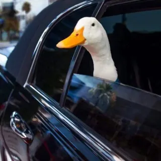 🦆 duck, car, animal, bird, luxury whatsapp sticker
