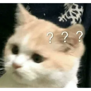😀 cat, question, confused, animal, pet, meme telegram sticker