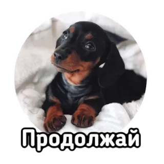 😊 Продолжай dog, puppy, dachshund, cute, animal whatsapp sticker