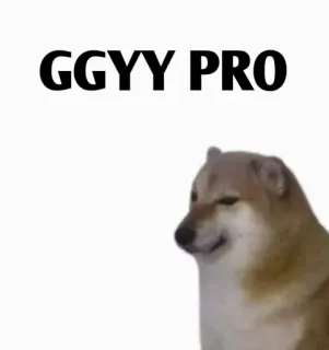 🙇‍♂ GGYY PRO 개, Cheems, 밈, 인터넷 밈 telegram sticker