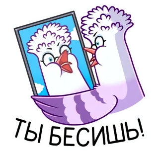 😡 Ты бесишь! голубь, раздраженный, мультфильм, птица, зеркало, отражение telegram sticker