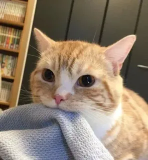 🤍 gatto, animale domestico, gatto arancione, animale domestico, carino, gattino, felino telegram sticker