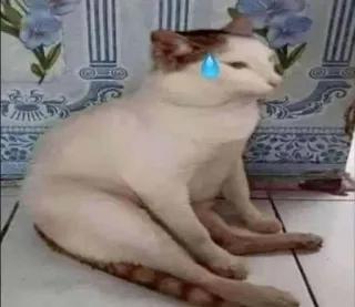 🌟 gato, suor, ansioso, meme, animal, animal de estimação, preocupado telegram sticker