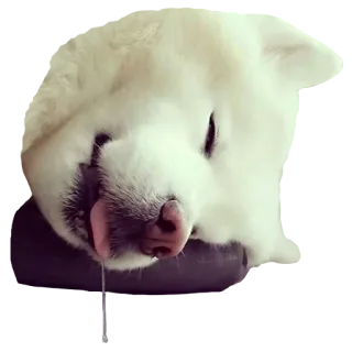 💧 犬, ペット, 可愛い, 動物, 眠い, サモエド telegram sticker