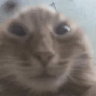 🌟 gatto, divertente, meme, animale, animale domestico telegram sticker