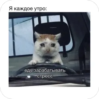 🫥 Crying Cat Я каждое утро: еду зарабатывать стресс telegram sticker