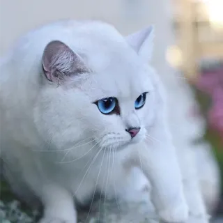 😒 gato, gato branco, olhos azuis, animal, animal de estimação, animal doméstico, felino telegram sticker