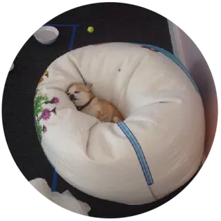 💤 perro, chihuahua, puf, mascota, durmiendo, animal, lindo telegram sticker