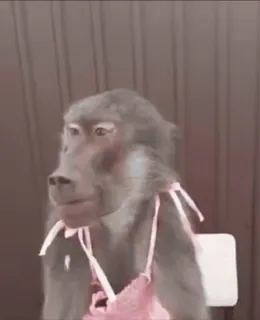 😎 monkey, animal, funny, baboon, pink dress, cute telegram sticker