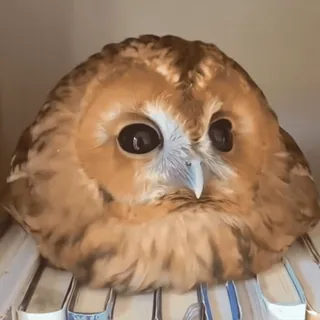 🦉 sowa, ptak, zwierzę, dzika przyroda, uroczy, książki telegram sticker