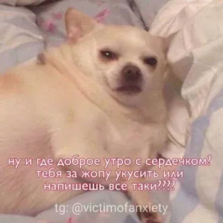 🌞 ну и где доброе утро с сердечком?
тебя за жопу укусить или
напишешь все таки????
tg: @victimofanxiety หมา, ชิวาวา, ตลก, มีม, รัสเซีย, ข้อความ telegram sticker