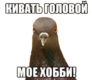 😐 КИВАТЬ ГОЛОВОЙ
МОЕ ХОББИ! Taube, nickend, Hobby, Vogel, Meme, Russisch, Aufkleber telegram sticker