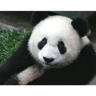 😐 Panda, Animal, Mamífero, Fofo, Vida selvagem telegram sticker