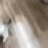 🐱