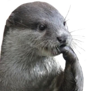 🤔 выдра, животное, дикая природа, млекопитающее, милый, природа telegram sticker